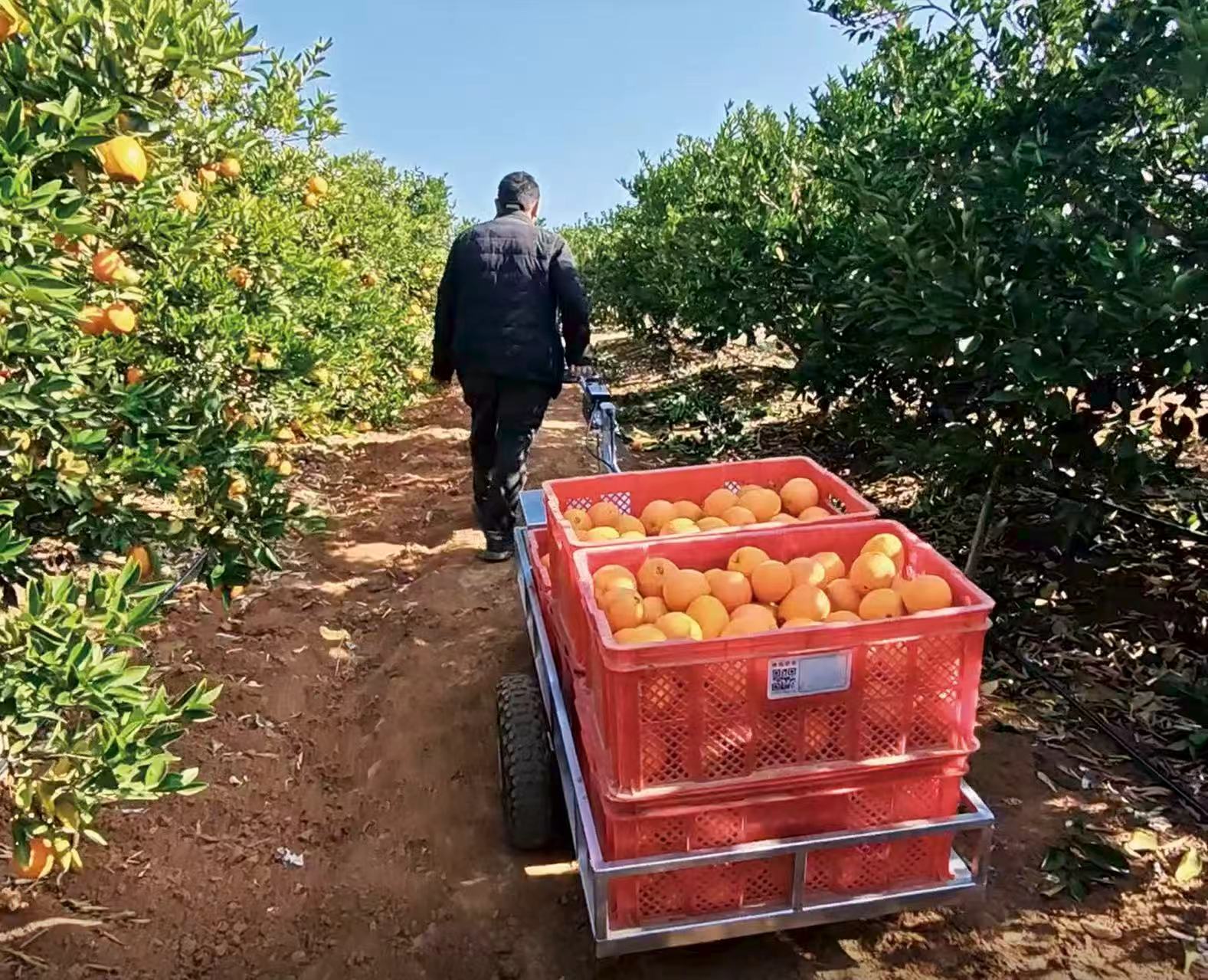 A full bed of citrus crates moving down an orchard row.