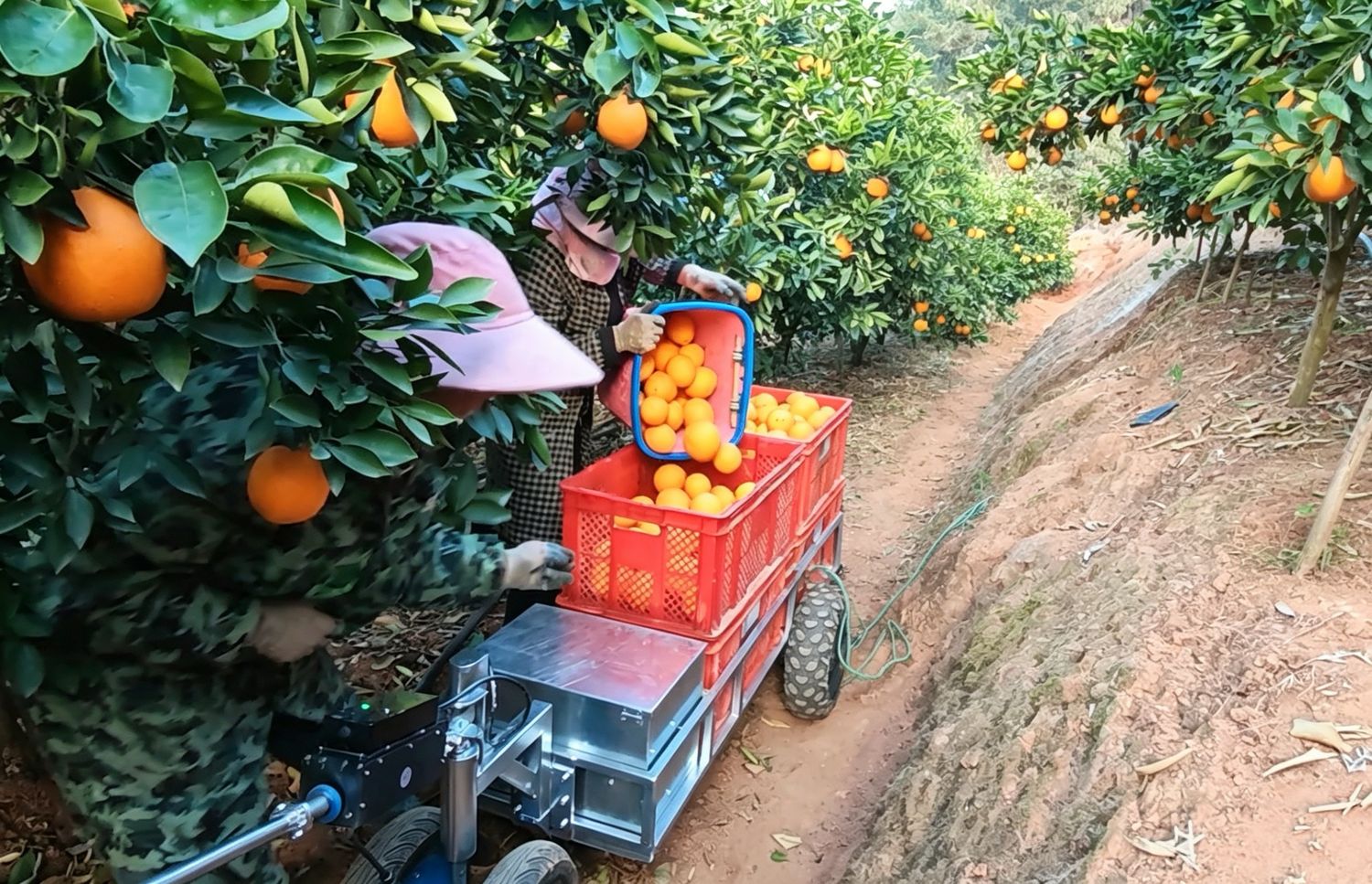 Crates loaded at the picking face, between trees.
